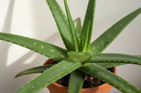 🌿 Aloe Vera